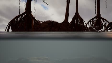 über-Und-Unter-Der-Meeresoberfläche-In-Der-Nähe-Von-Mangrovenbäumen